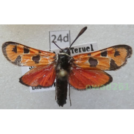 Zygaena escorialica Reiss, 1936 Spain24d